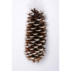 SUGAR PINE CONE 9"-14"  WHITE TIP- OUT OF STOCK